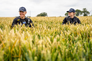 Two Essex Police officers walking through a cornfield