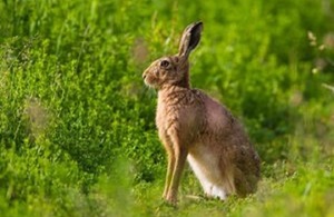 A brown hare sitting in a field.