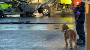 Fire and rescue dog looking at a staged road traffic collision 